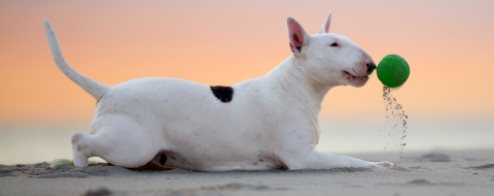Bull Terrier på stranden - med tillladelse fra Alice van Kempen