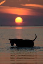 Bull Terrier i solnedgang