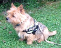 Norwich terrier