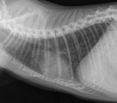 Røntgenbillede af lungerne hos kat med lungeorm