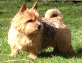 Norwich terrier til avlsundersøgelse