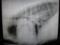 Lungeødem hos hund med hjertesvigt