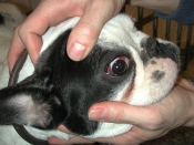Blødning i øjet hos hund med fransk hjerteorm